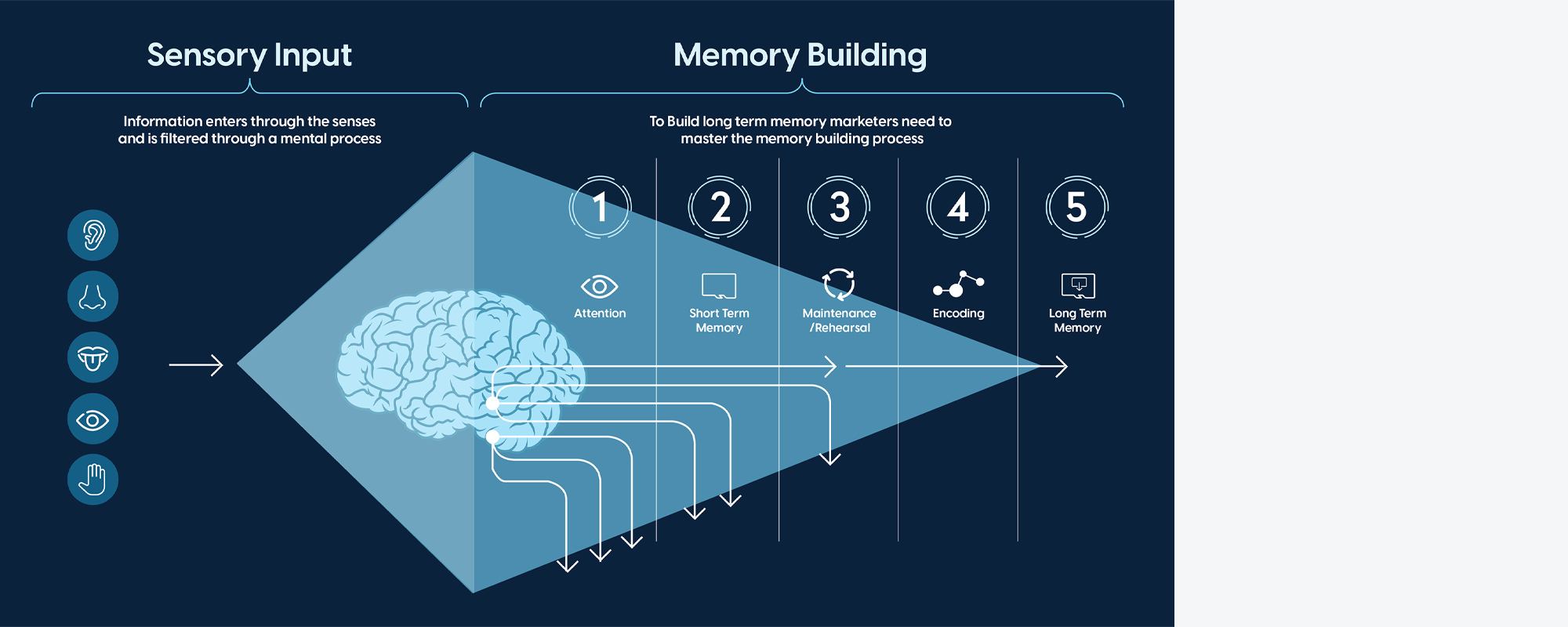 Cinema Neuroscience Study